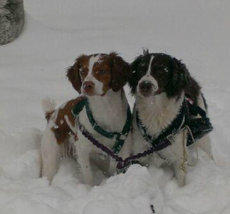 Oudi and Bogey enjoying winter skijoring 