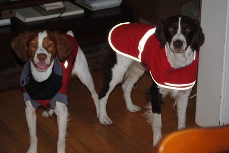 Oudi and Bogey sporting their winter coats