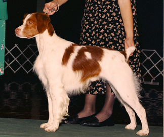 Ch. Loki's I'm Just A Kid helping Emmy towards a Best Junior Handler win in 1997