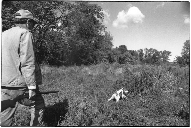 Ch. Robark's Autumn Nutmeg hunting grouse with Tom McAuliff in the early 1990's